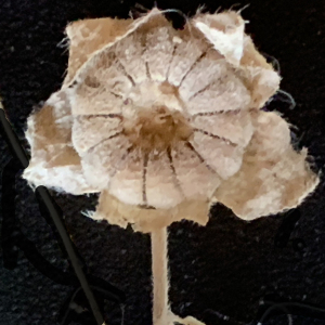 Photographie n°2496098 du taxon Malva neglecta Wallr. [1824]