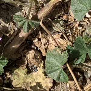 Photographie n°2496104 du taxon Malva neglecta Wallr. [1824]