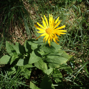 Photographie n°2496183 du taxon Doronicum austriacum Jacq. [1774]