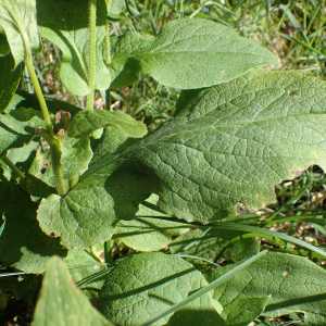 Photographie n°2496188 du taxon Doronicum austriacum Jacq. [1774]