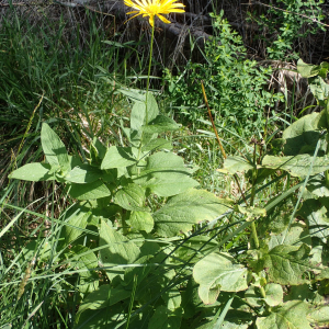 Photographie n°2496189 du taxon Doronicum austriacum Jacq. [1774]