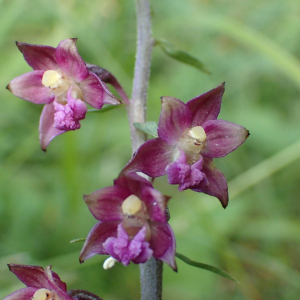 Photographie n°2496190 du taxon Epipactis atrorubens (Hoffm.) Besser