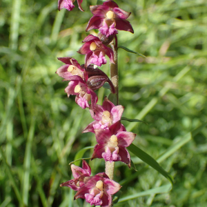 Photographie n°2496193 du taxon Epipactis atrorubens (Hoffm.) Besser