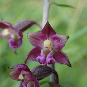 Photographie n°2496194 du taxon Epipactis atrorubens (Hoffm.) Besser