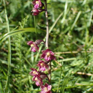 Photographie n°2496197 du taxon Epipactis atrorubens (Hoffm.) Besser