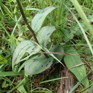 Photographie n°2496198 du taxon Epipactis atrorubens (Hoffm.) Besser