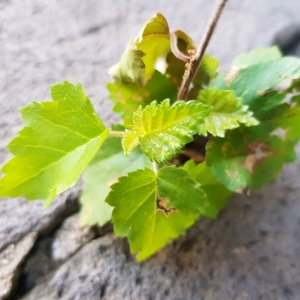 Photographie n°2496234 du taxon Betula pubescens Ehrh. [1791]