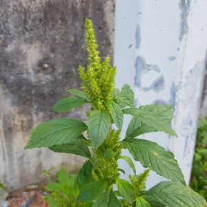 Photographie n°2496292 du taxon Amaranthus retroflexus L.