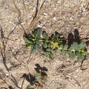 Photographie n°2496294 du taxon Euphorbia peplis L. 