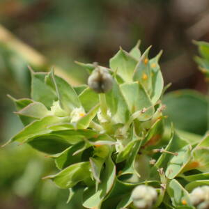 Photographie n°2496312 du taxon Euphorbia falcata L.