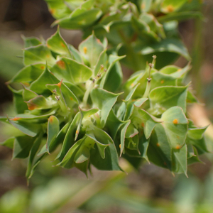 Photographie n°2496313 du taxon Euphorbia falcata L.