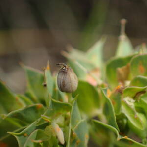 Photographie n°2496314 du taxon Euphorbia falcata L.