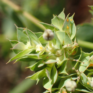 Photographie n°2496315 du taxon Euphorbia falcata L.