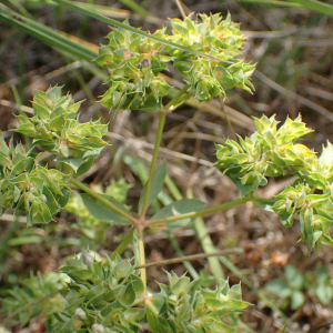 Photographie n°2496316 du taxon Euphorbia falcata L.