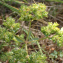  Sylvain Piry - Euphorbia falcata L. [1753]