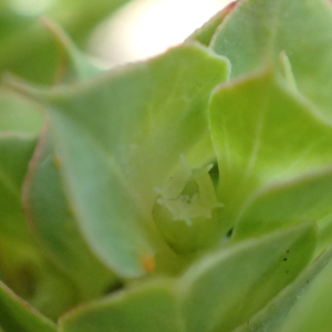 Photographie n°2496317 du taxon Euphorbia falcata L.