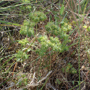 Photographie n°2496318 du taxon Euphorbia falcata L.