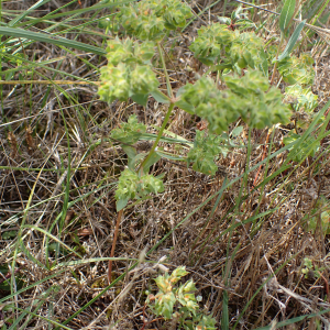 Photographie n°2496319 du taxon Euphorbia falcata L.