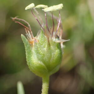  - Plantago sempervirens Crantz [1766]