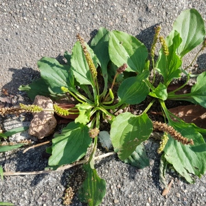 Photographie n°2496340 du taxon Plantago major L.