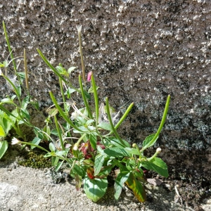 Photographie n°2496360 du taxon Epilobium lanceolatum Sebast. & Mauri [1818]