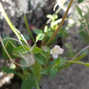  - Epilobium lanceolatum Sebast. & Mauri [1818]