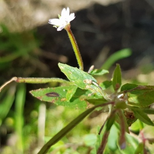  - Epilobium lanceolatum Sebast. & Mauri [1818]