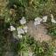  Liliane Roubaudi - Achillea millefolium subsp. millefolium