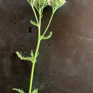 Photographie n°2496369 du taxon Achillea millefolium subsp. millefolium