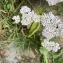  Liliane Roubaudi - Achillea millefolium subsp. millefolium
