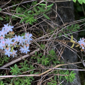 Photographie n°2496385 du taxon Sedum album L. [1753]