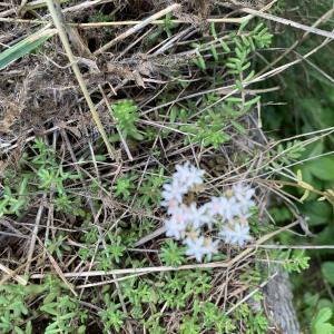 Photographie n°2496387 du taxon Sedum album L. [1753]