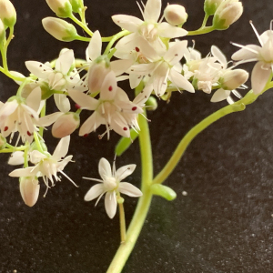 Photographie n°2496400 du taxon Sedum album L. [1753]