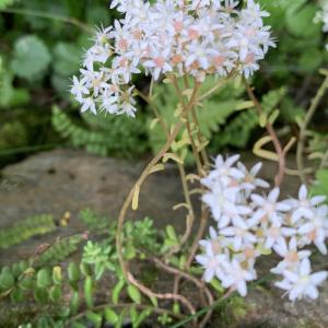 Photographie n°2496407 du taxon Sedum album L. [1753]