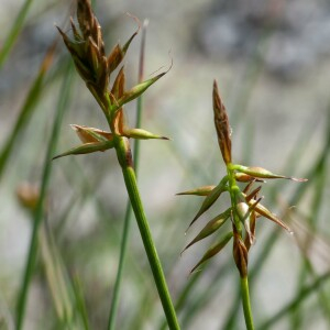 Photographie n°2496408 du taxon Carex macrostylos Lapeyr. [1813]