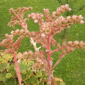 Photographie n°2496417 du taxon Sempervivum tectorum L. [1753]