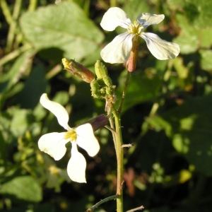 Photographie n°2496437 du taxon Raphanus raphanistrum L. [1753]