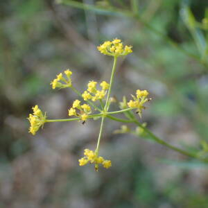 Photographie n°2496464 du taxon Bupleurum falcatum L.