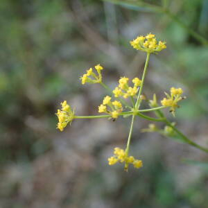 Photographie n°2496465 du taxon Bupleurum falcatum L.