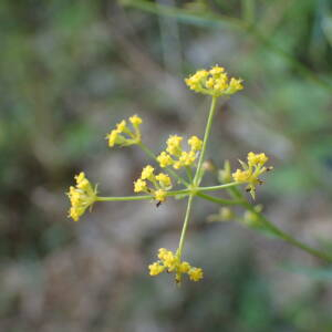 Photographie n°2496466 du taxon Bupleurum falcatum L.