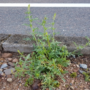 Photographie n°2496515 du taxon Reseda lutea L.