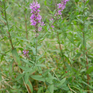 Photographie n°2496525 du taxon Lythrum salicaria L.