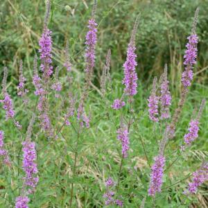 Photographie n°2496527 du taxon Lythrum salicaria L.