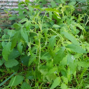 Photographie n°2496566 du taxon Solanum lycopersicum L.