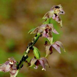 Photographie n°2496575 du taxon Epipactis helleborine (L.) Crantz [1769]