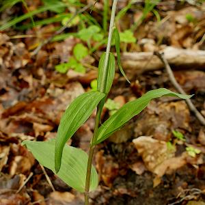 Photographie n°2496591 du taxon Epipactis purpurata Sm. [1828]