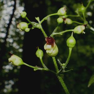 Photographie n°2496594 du taxon Scrophularia nodosa L. [1753]