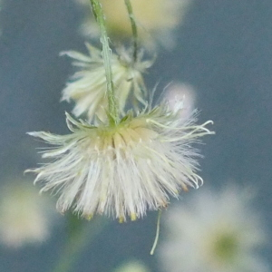 Photographie n°2496608 du taxon Conyza canadensis (L.) Cronquist