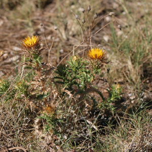 Photographie n°2496612 du taxon Carlina corymbosa subsp. corymbosa