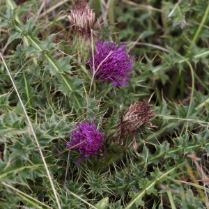 Photographie n°2496617 du taxon Cirsium acaulon (L.) Scop.